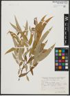 Foto von Salix acmophylla Boiss.